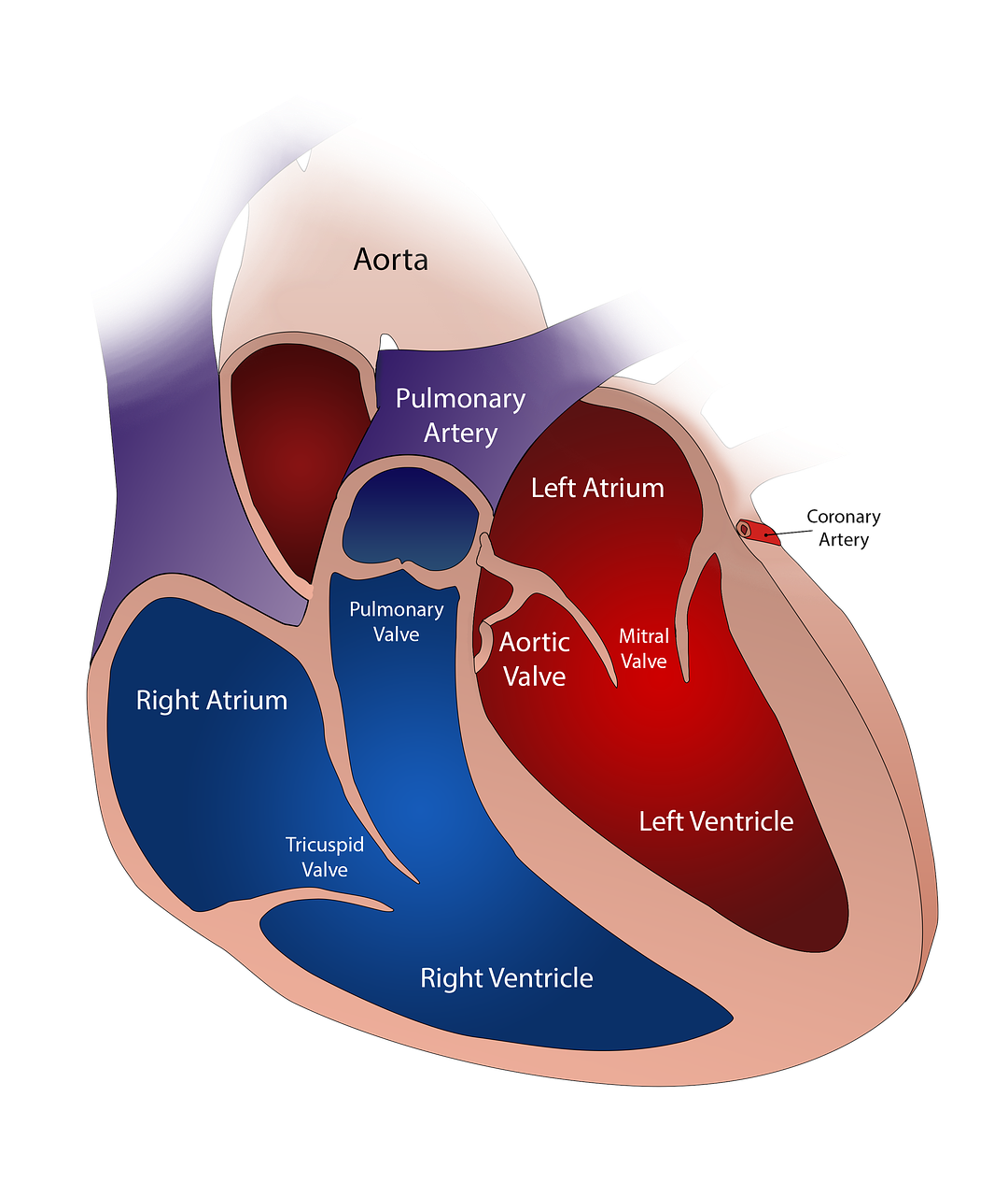 Cardiology